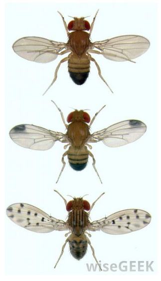 Fruit Fly Insect Wings Spread Translucent Wings