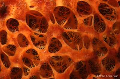 Printed Underwater Nature Image Photograph