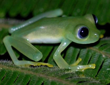 Glass Frog Big Eyes Rainforest